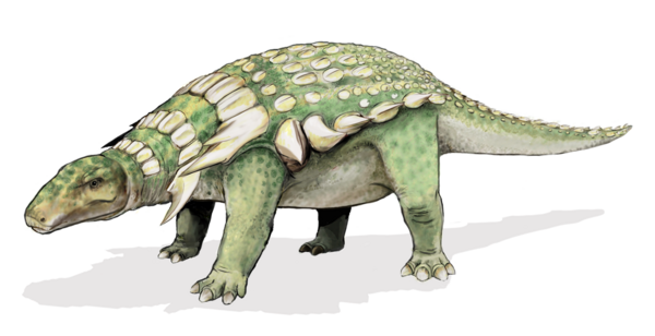 An artists reconstruction of an Ankylosaur.  Image Public Domain by Mariana Ruiz